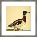 Beautiful Antique Waterfowl Framed Print