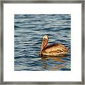 Brown Pelican, Pelecanus Occidentalis, Elizabeth Bay, Isabela Island, Galapagos Islands, Ecuador #3 Framed Print