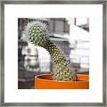 Cactus With Penis Shape #3 Framed Print