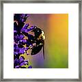 Carpenter Bee Foraging #3 Framed Print