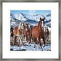 Colorado Horses #3 Framed Print