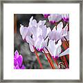 Isolated, Blossoming Pink Cyclamen Flower Framed Print