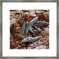 Demodex Folliculorum #3 Framed Print