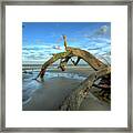 Driftwood Beach #5 Framed Print