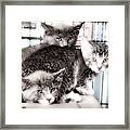 3 Kittens Framed Print