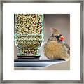 Mama Cardinal #3 Framed Print