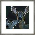 Mule Deer #3 Framed Print
