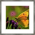 Orange Sulphur Butterfly #3 Framed Print