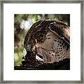 Red-tail Hawk With Prey #3 Framed Print