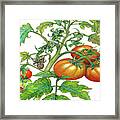 3 Tomatoes 3c Framed Print