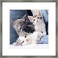 3 Wise Kitties Framed Print