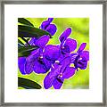 Purple Orchid Flowers #33 Framed Print