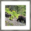 4 Cubs With Mama Grizzly Bear #399 Framed Print