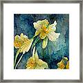 Daffodils #4 Framed Print