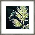 Lucilia Caesar Common Greenbottle Blow Fly Insect #4 Framed Print