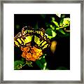 Malachite Butterfly #4 Framed Print