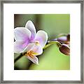 Purple Orchid Flower #4 Framed Print