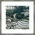 The Terraced Fields At Spring Time #4 Framed Print