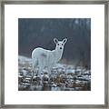 White Deer #4 Framed Print
