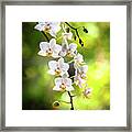 White Orchid Flowers #4 Framed Print