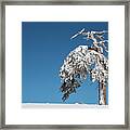 Winter Landscape In Snowy Mountains. Frozen Snowy Lonely Fir Trees Against Blue Sky. Framed Print