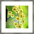 Yellow Orchid Flowers #4 Framed Print