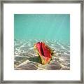 Princess Cays Bahamas #40 Framed Print