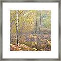 Autumn With Bilberries, Bracken And Silver Birch Trees #5 Framed Print