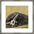 Giant Anteater #5 Framed Print