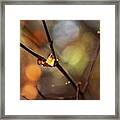 Nature Photography - Fall Leaves #5 Framed Print