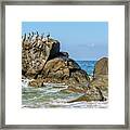 Pelicans On A Rock. #5 Framed Print