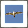 Ring-billed Gull In Flight #5 Framed Print