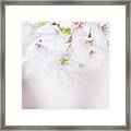 Soft Pastel Cherry Blossoms In Spring #5 Framed Print