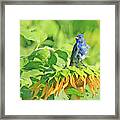 An Indigo Bunting Perched On A Sunflower #6 Framed Print