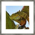 Iguanas #6 Framed Print