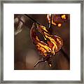 Nature Photography - Fall Leaves Framed Print
