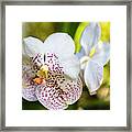 Spotted Orchid Flower #6 Framed Print