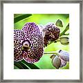 Spotted Vanda Orchid Flowers #6 Framed Print