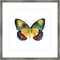 67 Bagoe Butterfly Framed Print