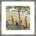 Apple Harvest By Camille Pissarro Framed Print