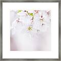 Soft Pastel Cherry Blossoms In Spring #6 Framed Print