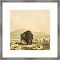 Buffalo Hunt By George Catlin #1 Framed Print