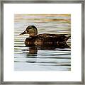 Mallard Anas Platyrhynchos Costa Ballena Cadiz #88 Framed Print