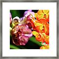 Spotted Orchid Flowers #9 Framed Print