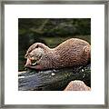 A Asian Small Clawed Otter Lying On Big Tree Trunk And Eating Small Piece Of Meal Or Some Small Fish On Dinner. After That She Deserved Some Relaxing Framed Print