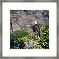 Bald Eagle Sitting On The Rock Framed Print