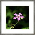 Pink Bloom Of Geranium Robertianum Framed Print