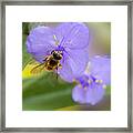 A Bee Visits A Purple Spiderwort Framed Print