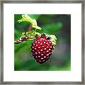 A Berry Red Berry Framed Print