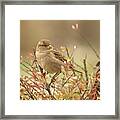 A Bird, A Couple Is Nesting For Winter Framed Print
